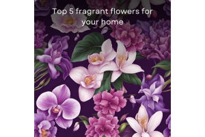 Top 5 fragrant flowers for your home