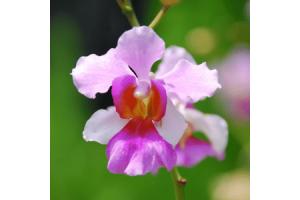 Discover Vanda Miss Joaquim: Singapore's National Orchid