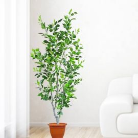 Artificial Ficus Plants 5.5 Feet Height