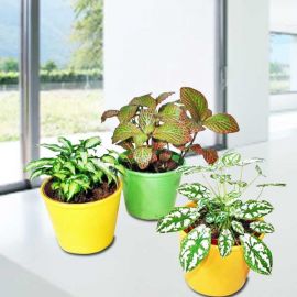 3 Assorted Indoor Plants