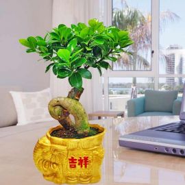 Ginseng Ficus Bonsai 30cm Height 吉祥盆栽