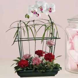 Phalaenopsis Orchids & Carnations Table Arrangement.