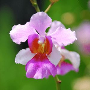 Unveiling the Beauty: A Comprehensive Guide to Singapore’s National Flower – Vanda Miss Joaquim