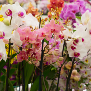Dive into Orchids: Discovering Different Types, Simple Care Tips, and the Beautiful Singapore Orchid
